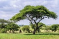 Giraffe under the tree in the Tarangire Park, Tanzania Royalty Free Stock Photo