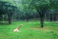 Giraffe on underbrush Royalty Free Stock Photo