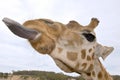 Giraffe up close with tongue o Royalty Free Stock Photo