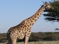 Giraffe upper body close-up in African bush-veld landscape with acacia tree under blue sky at Okonjima Nature Reserve, Namibia