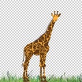 Giraffe vector animal illustration for t-shirt. Sketch tattoo design