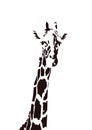 Giraffe Vector Art Design portrait Black & White Royalty Free Stock Photo