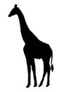 Giraffe vector illustration black silhouette Royalty Free Stock Photo