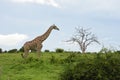 Giraffe walking across horizon