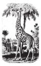 Giraffe, vintage engraving