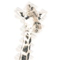 Giraffe in Vintage Steampunk Da Vinci Drawing Style