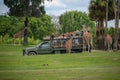 Giraffe waiting lettuce leaves from people enjoying , safari at Busch Gardens. 5 Royalty Free Stock Photo