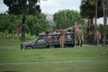 Giraffe waiting lettuce leaves from people enjoying , safari at Busch Gardens. 1 Royalty Free Stock Photo