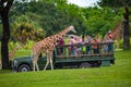 Giraffe waiting lettuce leaves from people enjoying , safari at Busch Gardens 16