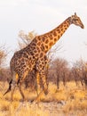 Giraffe walk in Etosha National Park, Namibia, Africa. Royalty Free Stock Photo