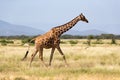 Giraffe walk through the savannah between the plants Royalty Free Stock Photo