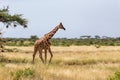 Giraffe walk through the savannah between the plants Royalty Free Stock Photo