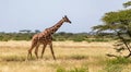 Giraffe walk through the savannah between the plants Royalty Free Stock Photo