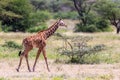 Giraffe walk through the savannah between the plants Royalty Free Stock Photo