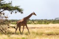 Giraffe walk through the savannah between the plants Royalty Free Stock Photo