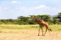 Giraffe walk through the savannah between the plants Royalty Free Stock Photo
