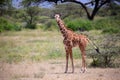 Giraffe walk through the savannah between the plants Royalty Free Stock Photo