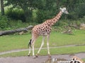 Giraffe