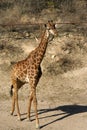 Giraffe walking