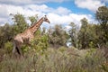 Giraffe Walking In Africa Royalty Free Stock Photo