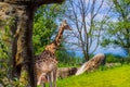 Giraffe walking alone 05-15-2015 Royalty Free Stock Photo