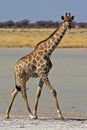 Giraffe walking along Etosha pan, Namibia