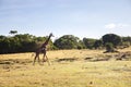 Giraffe walking along savannah at africa Royalty Free Stock Photo