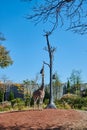 Giraffe walking around a zoo surrounded by trees