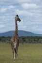 Giraffe walking away towards blue cloudy sky Royalty Free Stock Photo