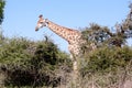 Giraffe walking behind trees Royalty Free Stock Photo