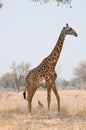 Giraffe walking in the bush