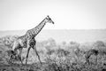Giraffe walking in the bush in black and white.