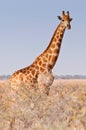 Giraffe walking in the bush on the desert pan in the Etosha National Park, Namibia, Africa Royalty Free Stock Photo