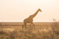 Giraffe walking in the bush on the desert pan at sunset. Wildlife Safari in the Etosha National Park, the main travel destination Royalty Free Stock Photo