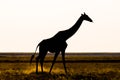 Giraffe walking in the bush on the desert pan at sunset. Wildlife Safari in the Etosha National Park, the main travel destination Royalty Free Stock Photo