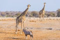 Giraffe walking in the bush on the desert pan. Wildlife Safari in the Etosha National Park, the main travel destination in Namibia Royalty Free Stock Photo