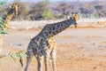 Giraffe walking in the bush on the desert pan. Wildlife Safari in the Etosha National Park, the main travel destination in Namibia Royalty Free Stock Photo