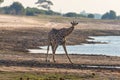 Giraffe walking in the bush on the desert pan. Wildlife Safari in the Etosha National Park, the main travel destination in Namibia Royalty Free Stock Photo