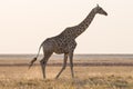 Giraffe walking in the bush on the desert pan. Wildlife Safari in the Etosha National Park, the main travel destination in Namibia Royalty Free Stock Photo