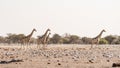 Giraffe walking in the bush on the desert pan. Wildlife Safari in the Etosha National Park, the main travel destination in Namibia Royalty Free Stock Photo