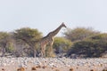 Giraffe walking in the bush on the desert pan. Wildlife Safari in the Etosha National Park, the main travel destination in Namibia Royalty Free Stock Photo