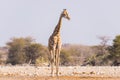 Giraffe walking in the bush on the desert pan. Wildlife Safari in the Etosha National Park, the main travel destination in Namibia Royalty Free Stock Photo