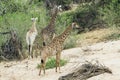Giraffe walking in the bush in Kruger National park Royalty Free Stock Photo