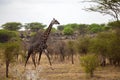Giraffe is walking between the bush, on safari in Kenya Royalty Free Stock Photo