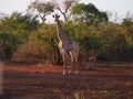 Giraffe walking in dusk light.