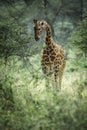 Giraffe walking among the Fever Trees in Kenya Royalty Free Stock Photo
