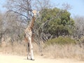 Giraffe walking in the forest Royalty Free Stock Photo