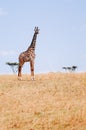 Giraffe walking in grass field of Serengeti Savanna - African Tanzania Safari trip Royalty Free Stock Photo