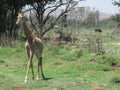 Giraffe walking on grass with two American Bison wild animals grazing in the background