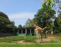 Giraffe walking in a green national park an African artiodactyl mammal